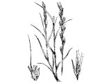 Tares, Bearded Darnel (Lolium temulentum)